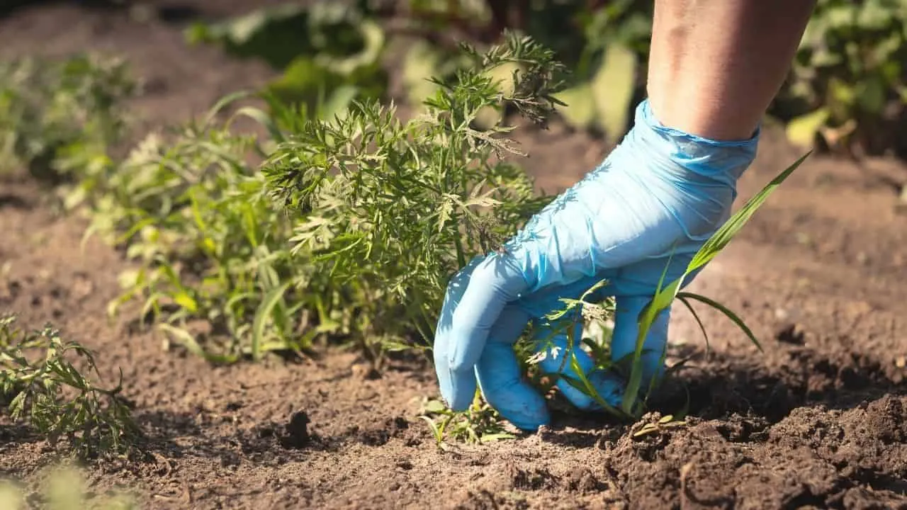 To remove weeds from a large area, you can opt to dig up the weeds manually, destroy the weeds with a chemical weed killer or herbicide, or use a natural method of removing weeds by spraying them with a white vinegar solution or salt. This article guides you through the details.