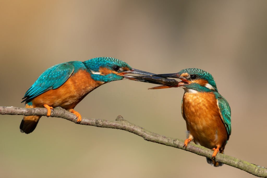 How Do Birds Mate?
