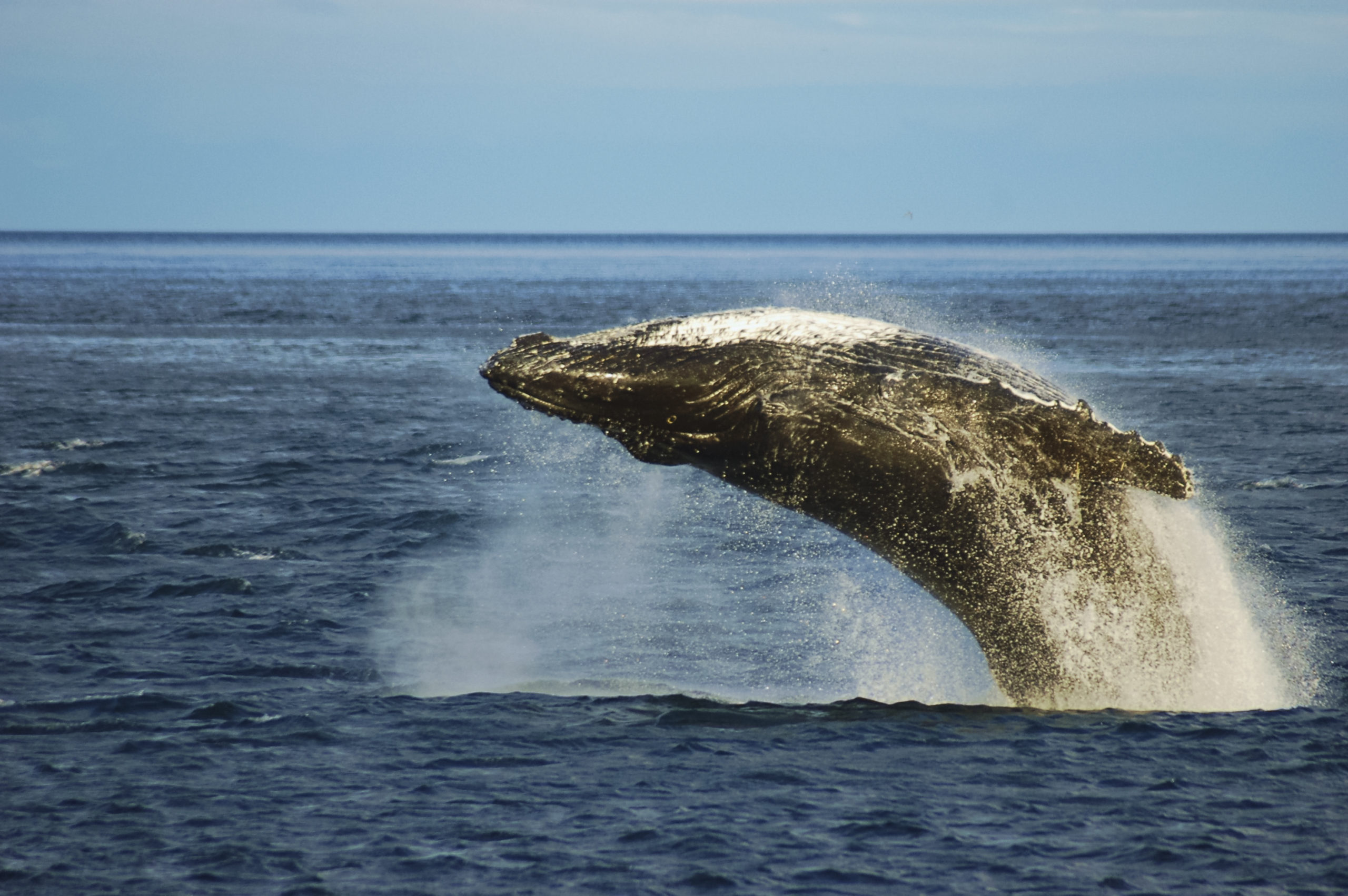 Why do Whales Jump out of the Water?