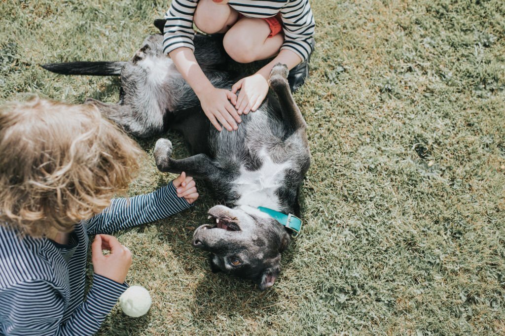Why Do Dogs Like Belly Scratches