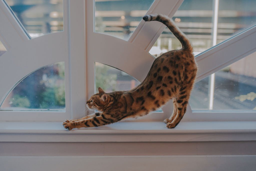 Why do cats arch their back?