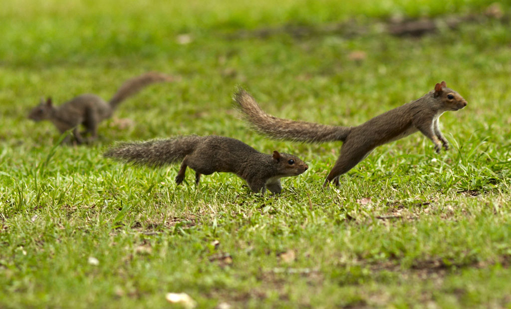 Why do Squirrels Chase Each Other?