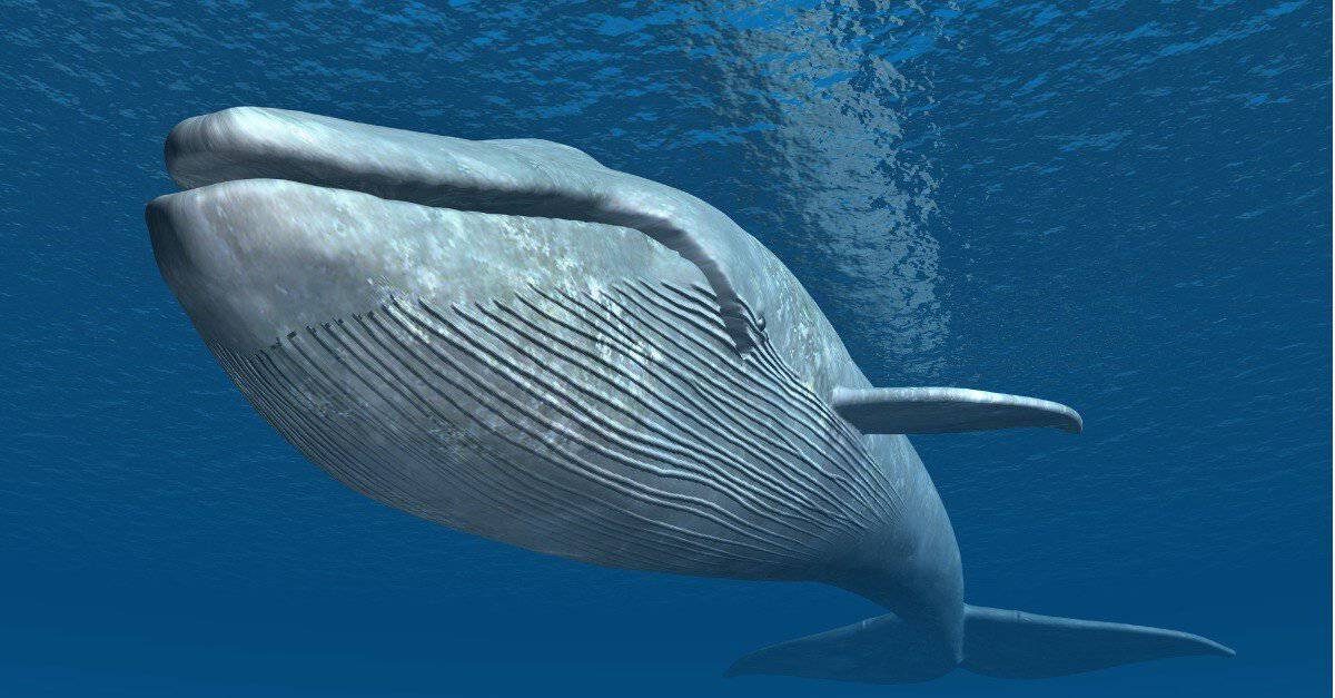 Why Do Whales Explode? (Everything You Need To Know)