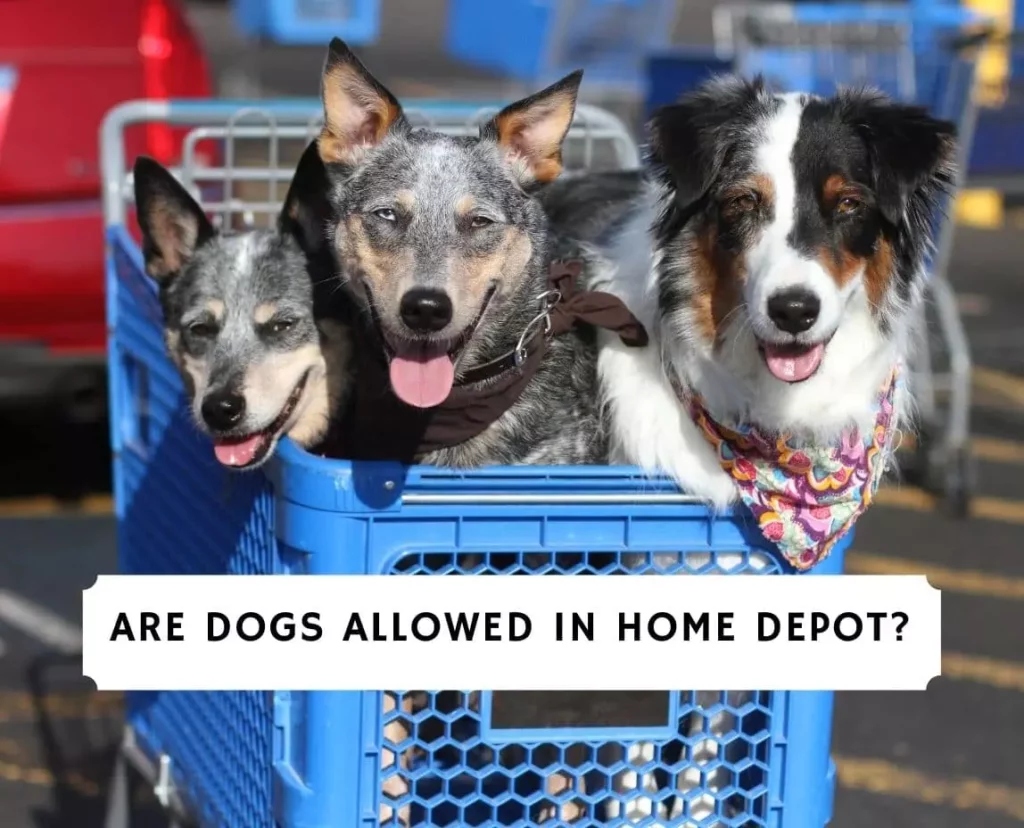 Are Dogs Allowed in Home Depot?