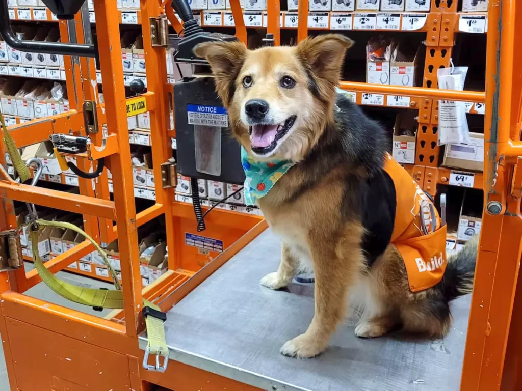 Can Service Dogs go to the Home Depot?