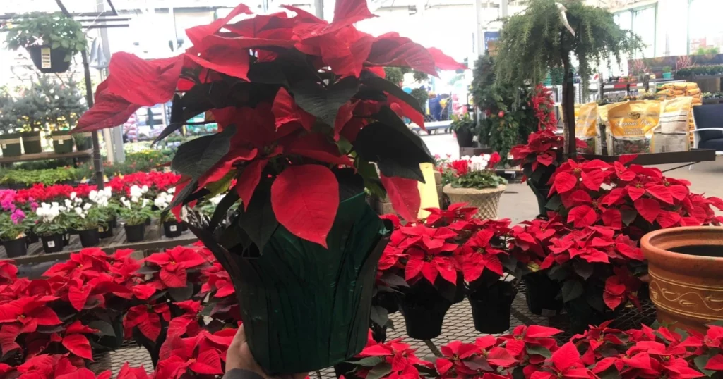 Does Home Depot Have Poinsettias For Black Friday?