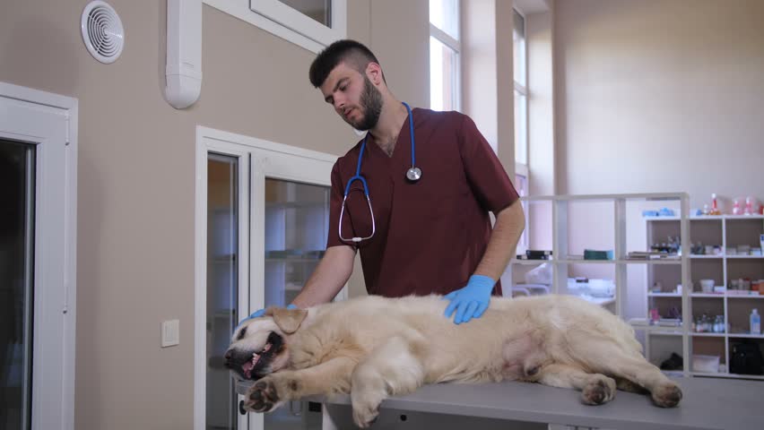 10 Best Veterinary Schools in the World 2022 Latest Updates : Current School  News