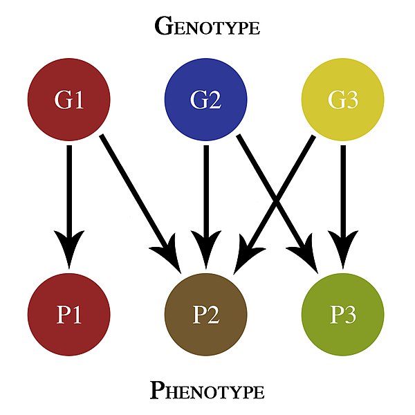 Types de génotype et leurs fonctions chez les êtres humains: Actualités ...