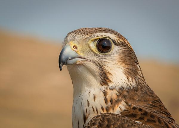 10 Notable Differences Between a Hawk and a Falcon