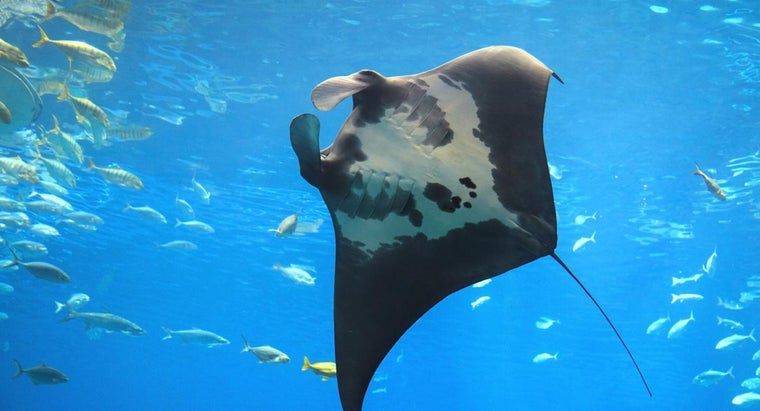 10 Differences Notables Entre La Raie Manta Et La Raie Pastenague