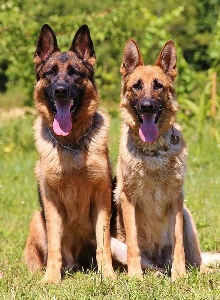 the difference between a german shepherd and an alsatian