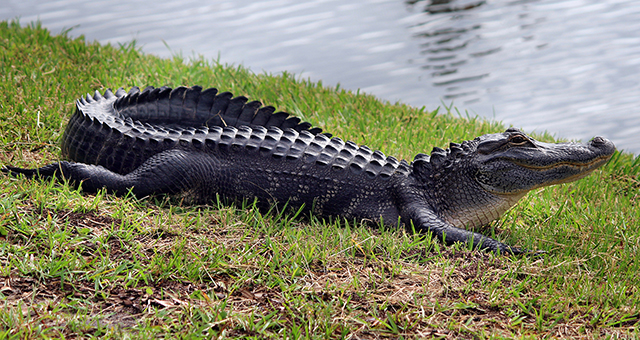 10 Notable Differences Between Crocodile And Alligator in 2021 : Current School News
