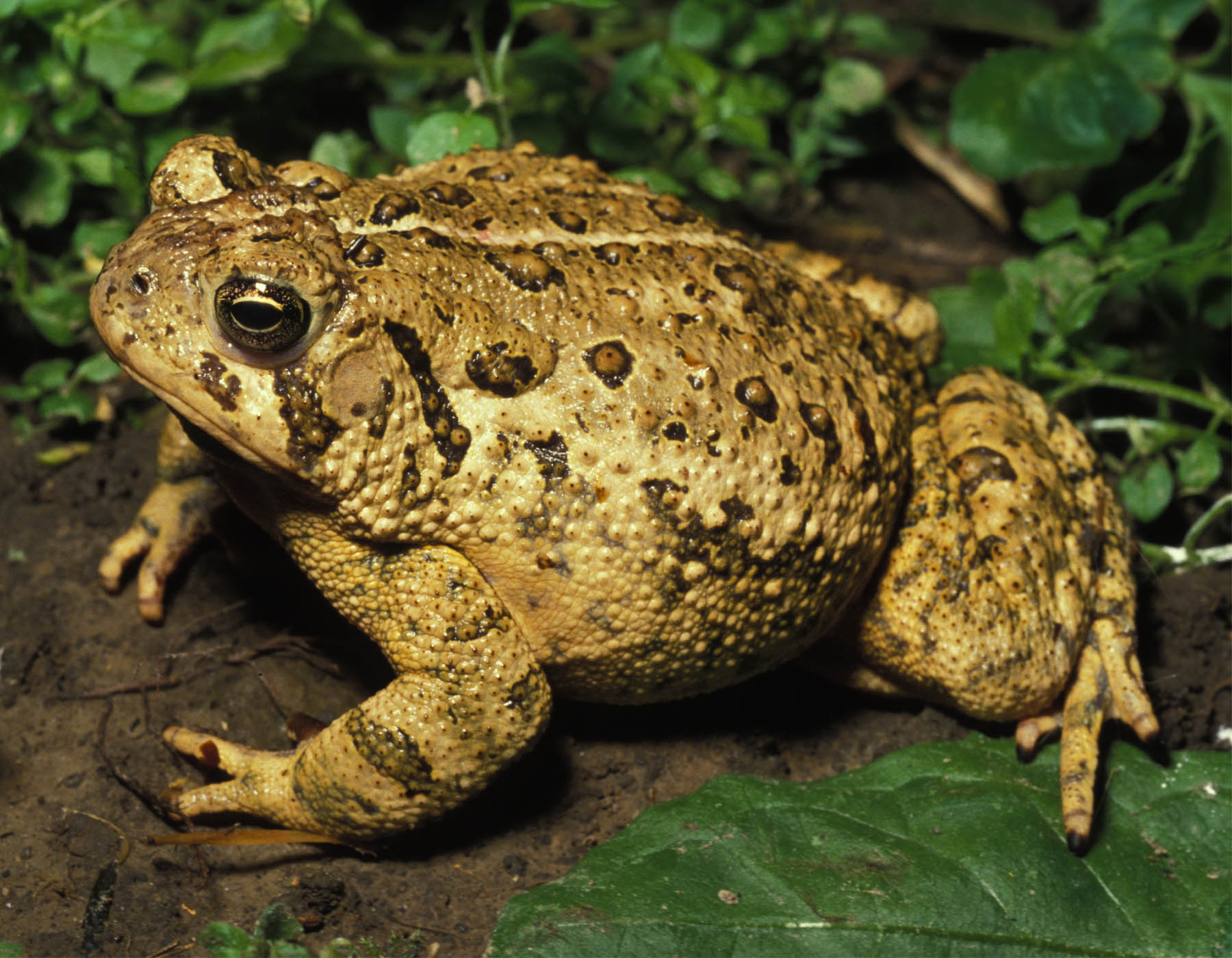 10 Significant Differences Between Frog And Toad : Current School News