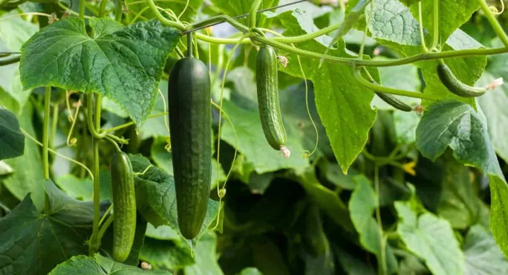 What is the Cost of Cucumber Farming in Nigeria?