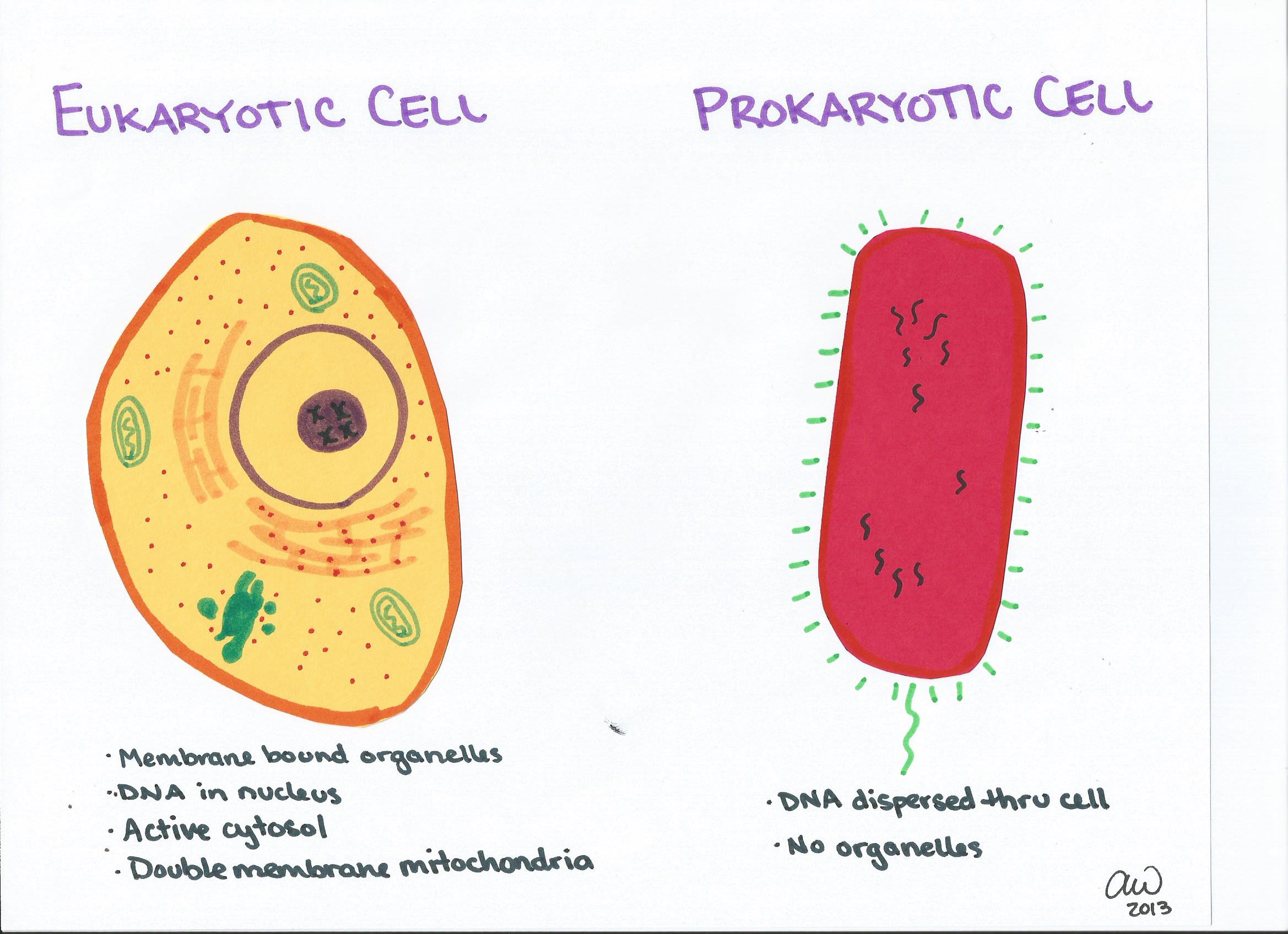 Diferencia entre eucariotas y procariotas