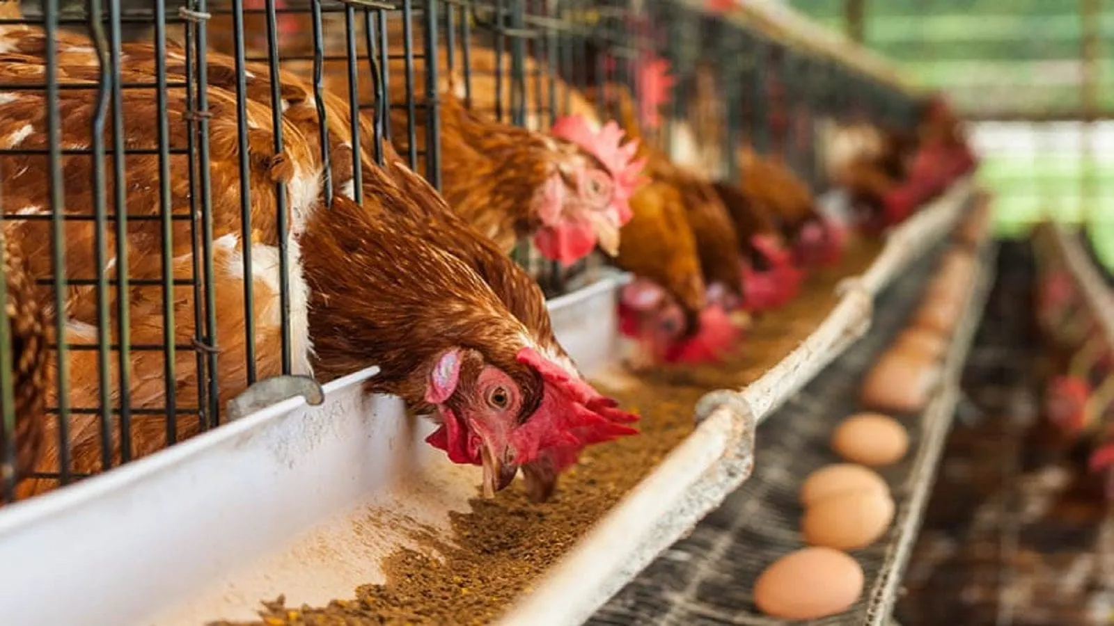 How Much Do I Need to Start a Poultry Business in Nigeria?