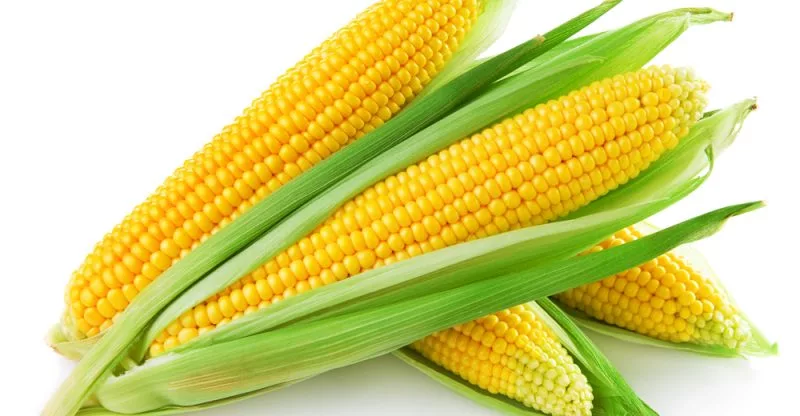 Difference Between Corn And Maize