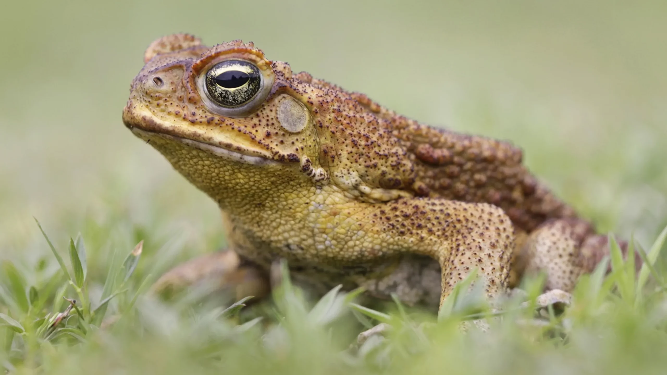 How to Identify a Toad