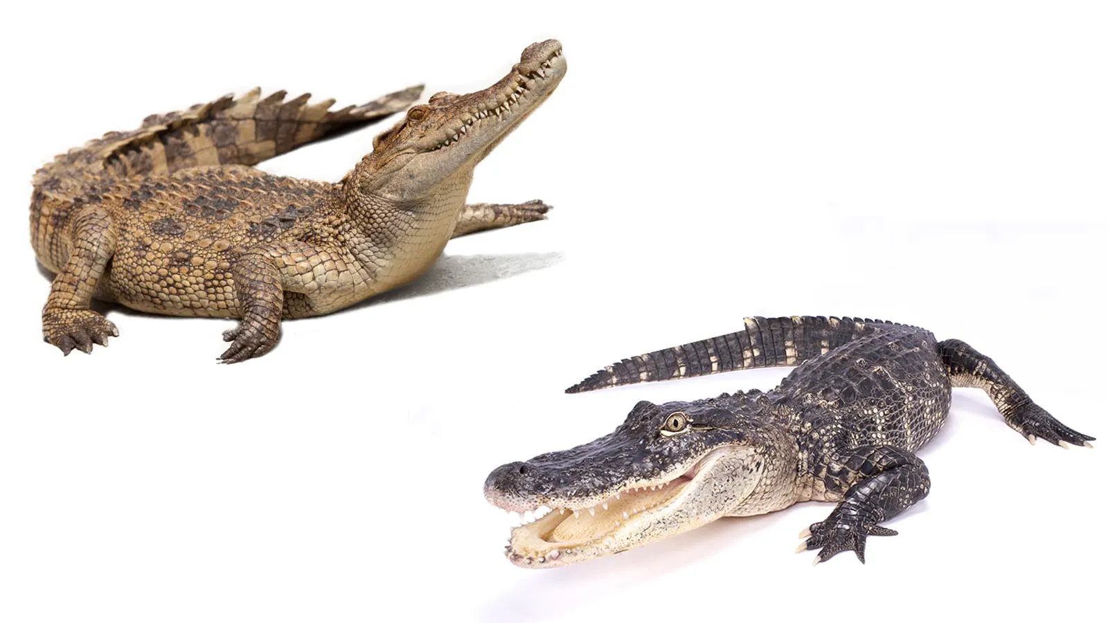 Difference Between Crocodile And Alligator