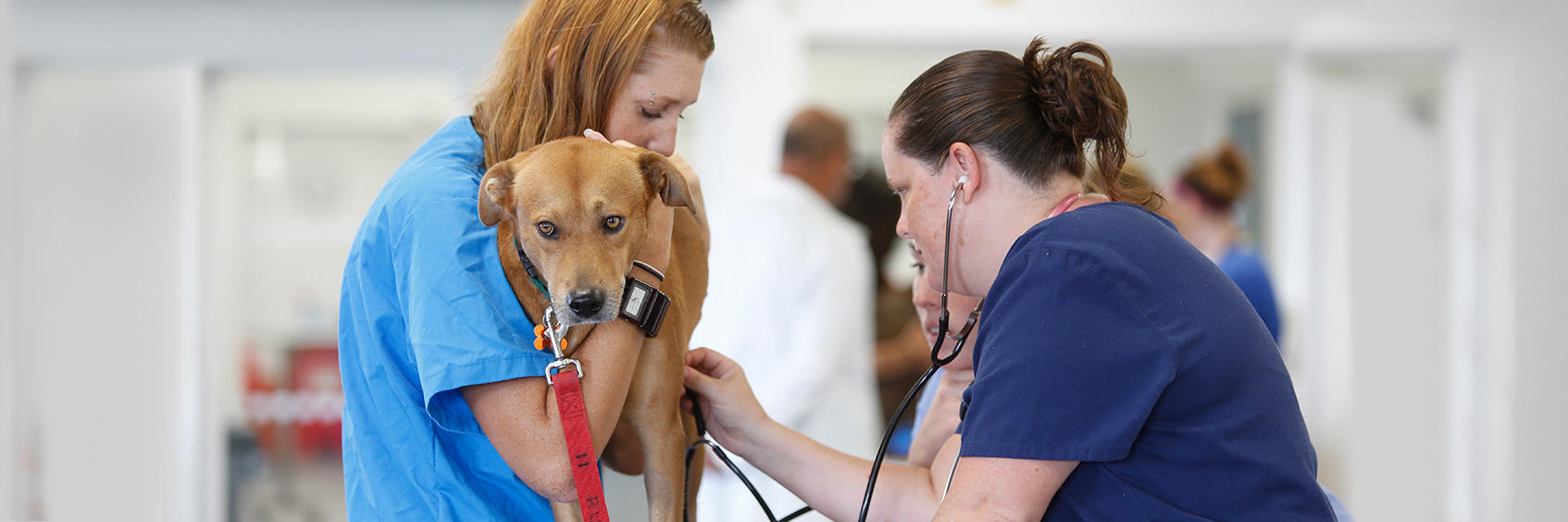 10 Best Veterinary Colleges in the U.S. 2021 Update : Current School News