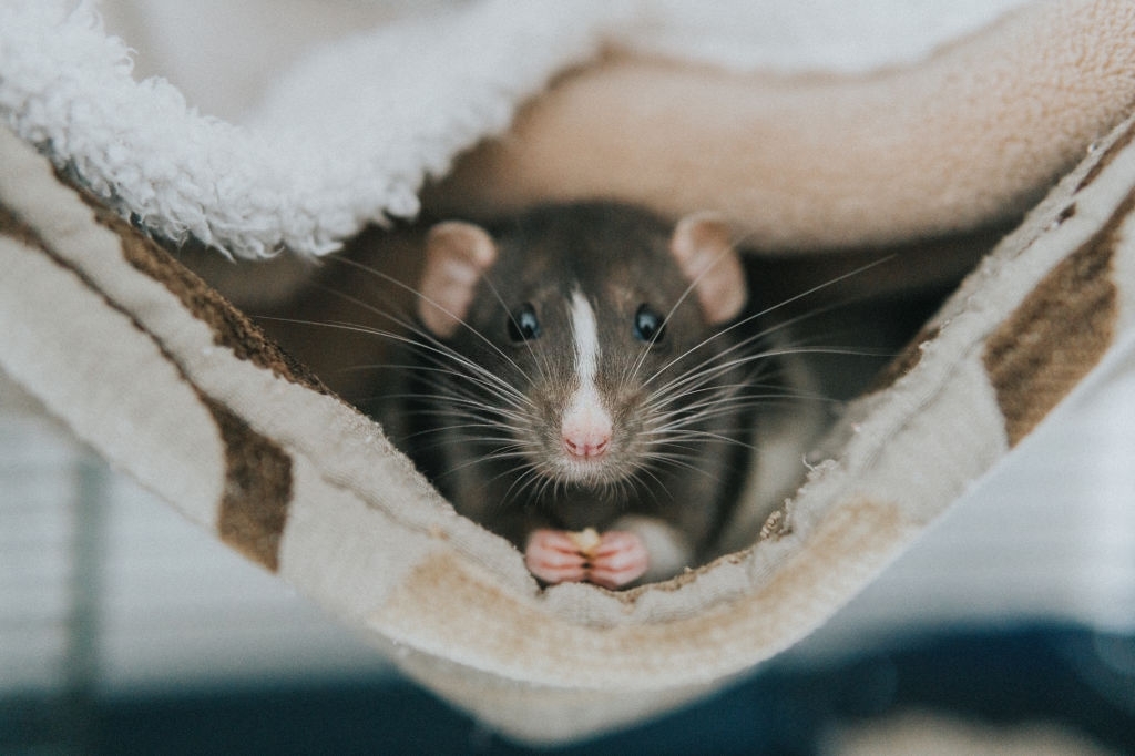 Steps on how to Get Rid of Rats in the House Fast
