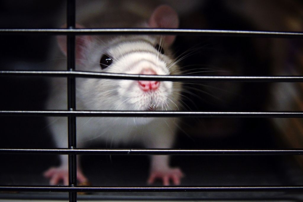 How to Get Rid of Rats in the Home Effectively and Adequately