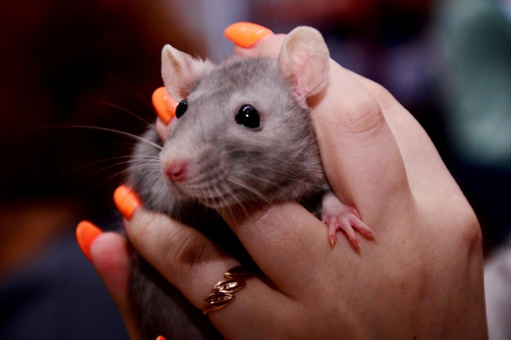 What Kind Of Physical Damage Can Rats Cause In The Home? 