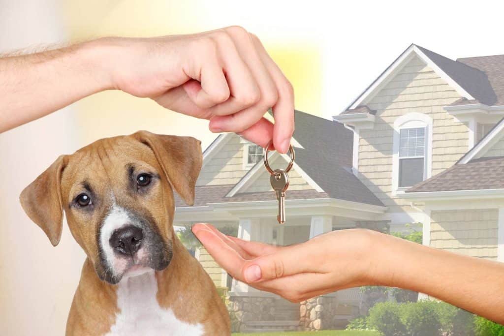 HOUSESITTER
