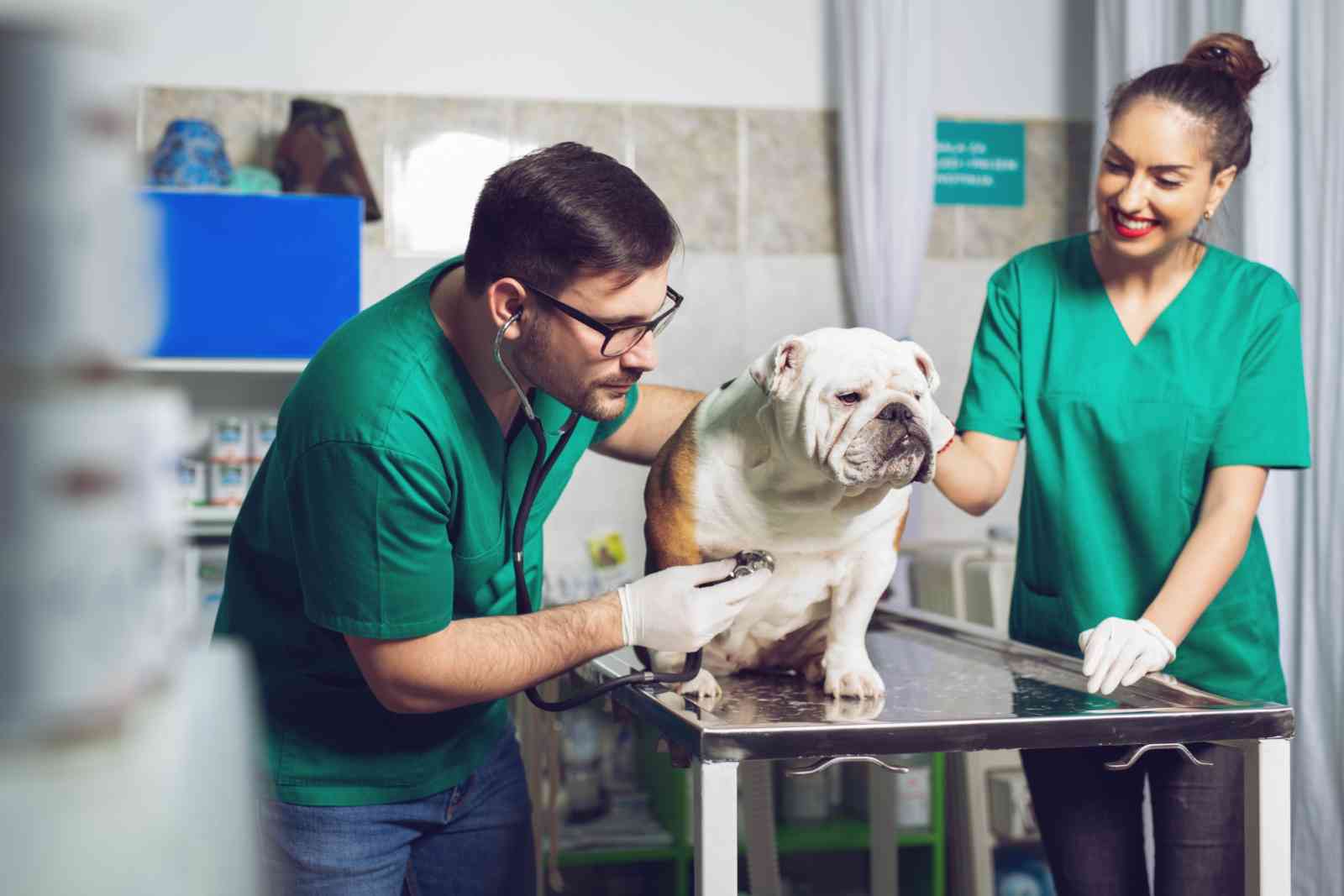 10 Top Veterinary Colleges in the U.K 2022 Application Guide & Updates :  Current School News