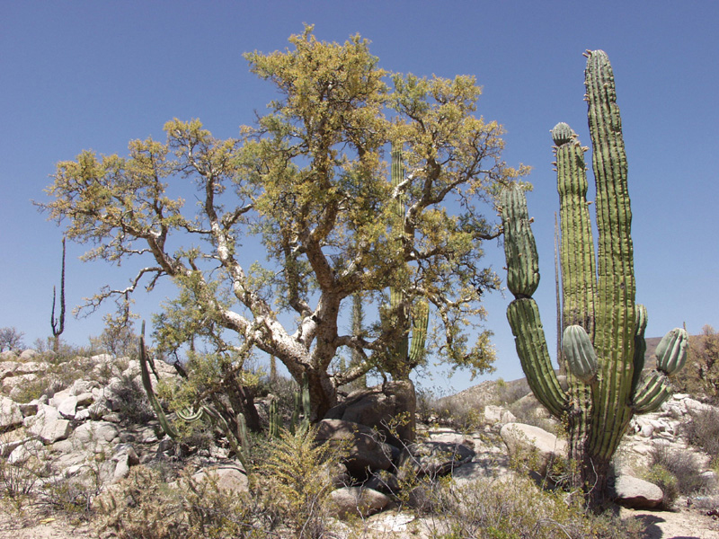Trees Found in Deserts