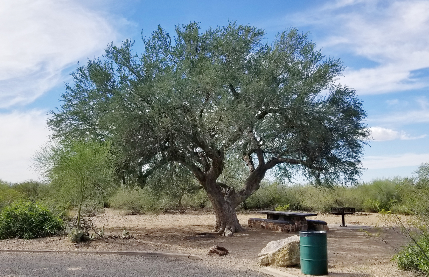 Desert Ironwood Tree (Olneya Tesota)