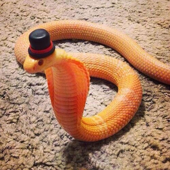 Cobra With A Top Hat, ball python with hat, cute snakes in hats, snake with a top hat,