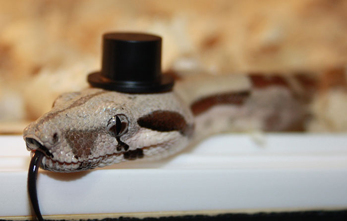 Sir Drako snake hat, ball python with hat, cute snakes in hats, snake with a top hat,