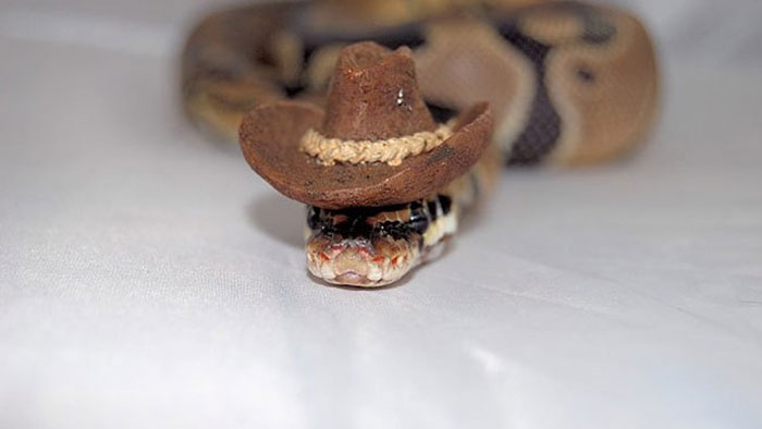 cute snakes with hats, snake with top hat, adorable snake with hat, snake with a top hat,