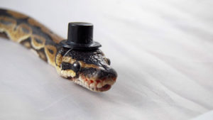 i'm a snake video, i'm a snake meme, cute snakes with hats, snake with top hat,
