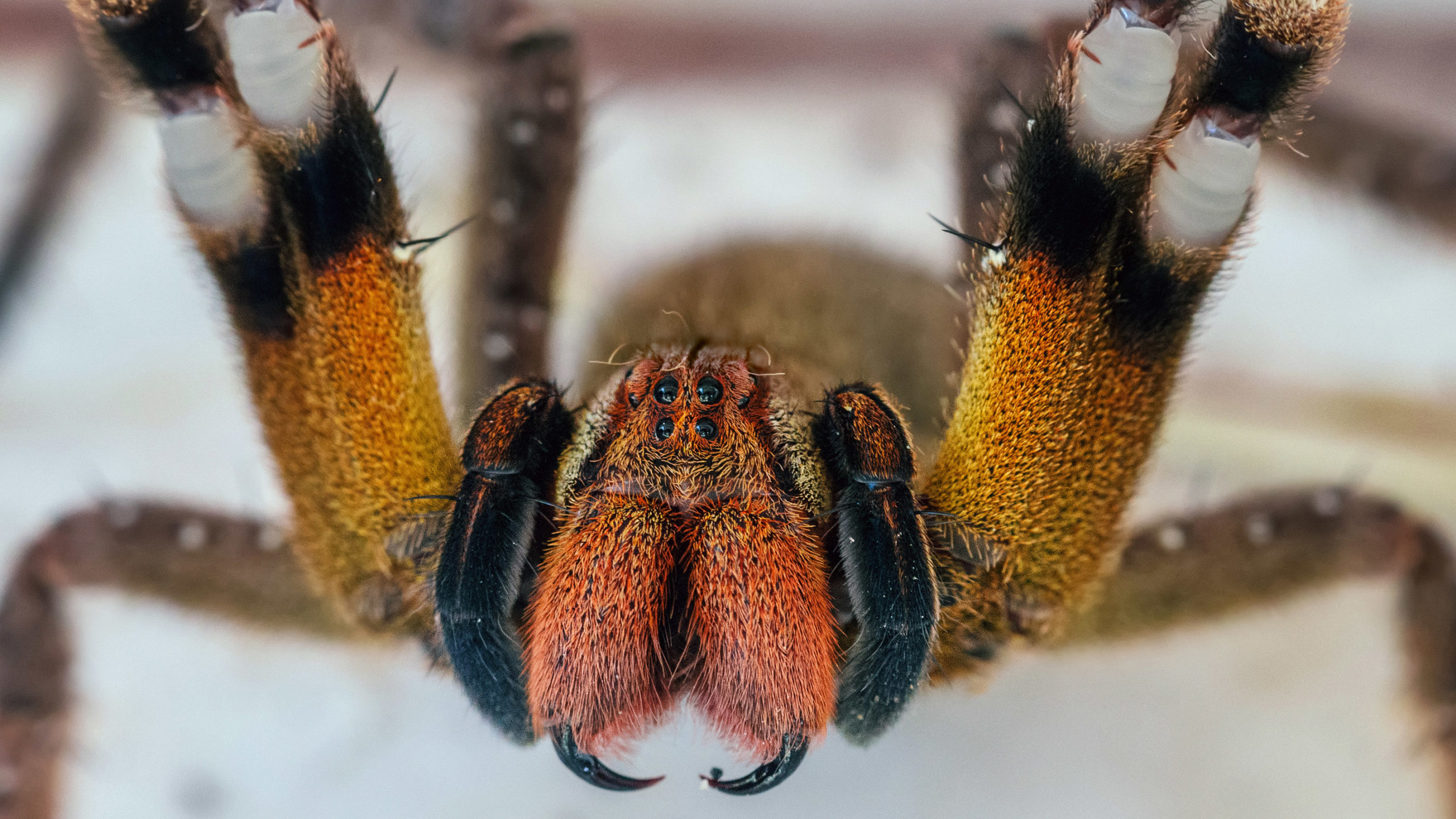 Brazilian Wandering Spider 5.9 Inches, The Top 30 Worlds Biggest Spiders 2022 Update