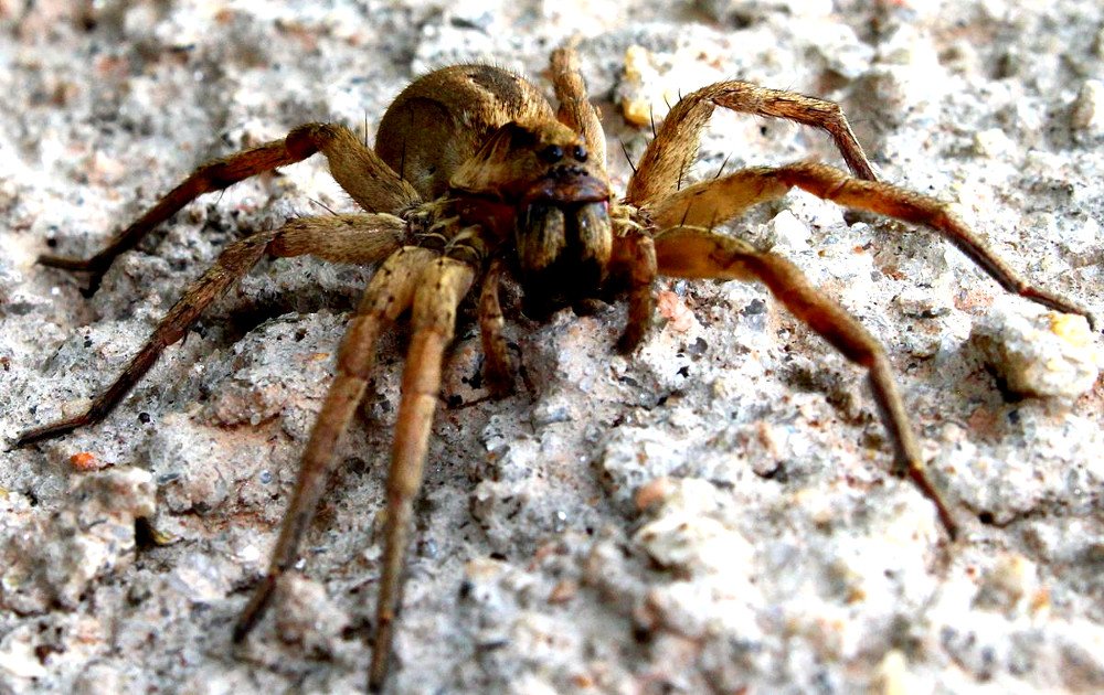 Brazilian Wandering Spider: 5.9 Inches, The Top 30 Worlds Biggest Spiders 2022 Update