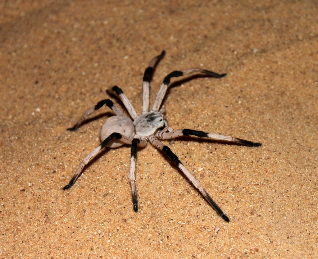 Caballus Arava Ensis 5.5, The Top 30 Worlds Biggest Spiders 2022 Update