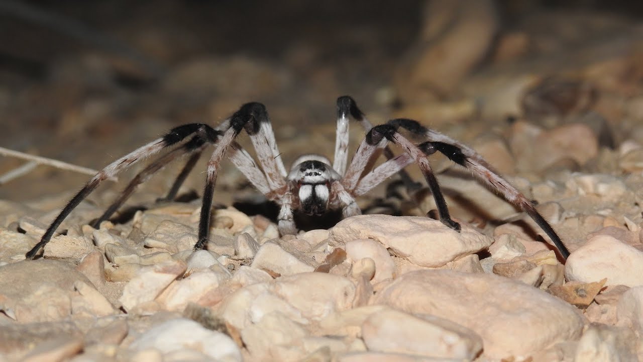 Cerbalus Aravaensis: 5.5 Inches