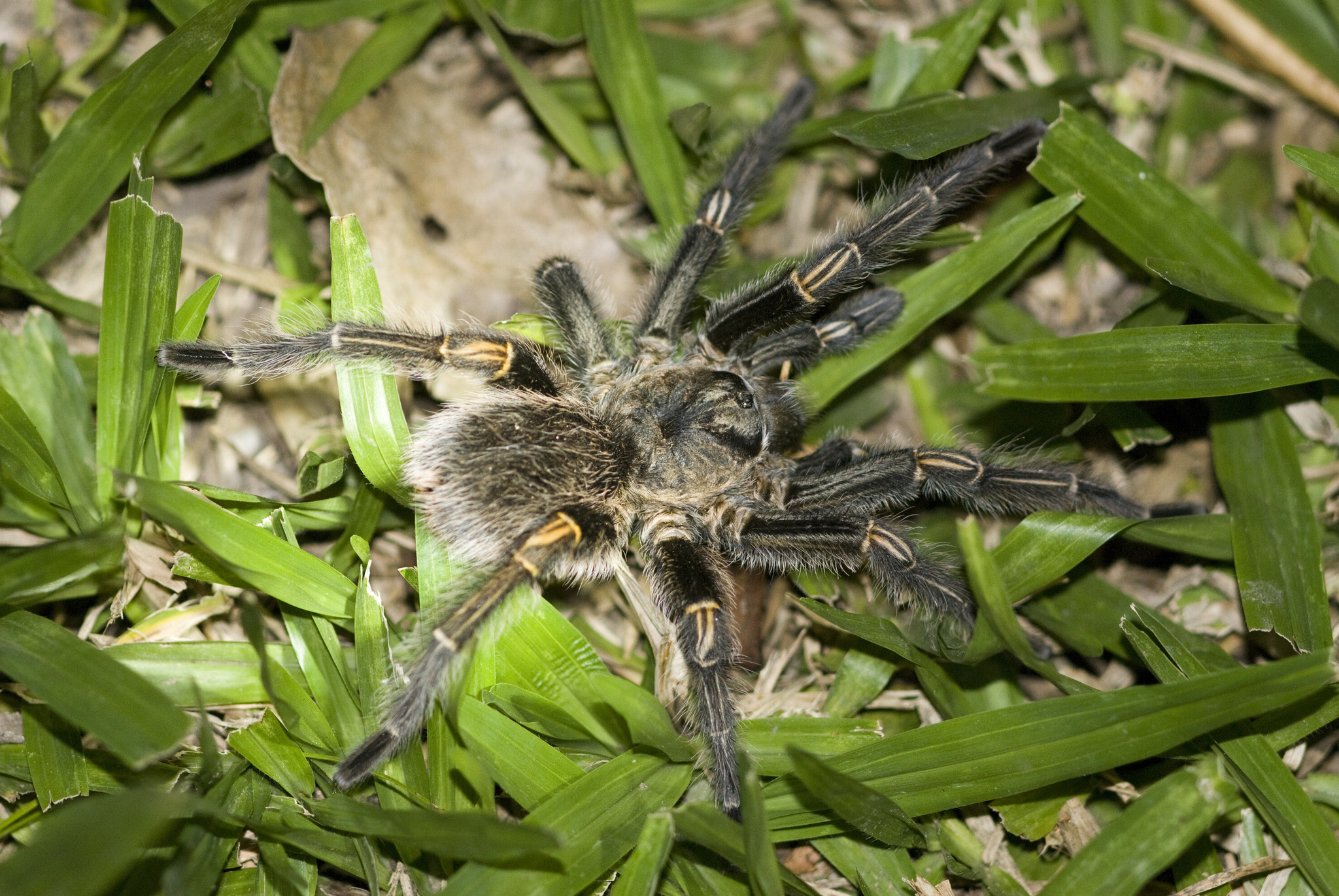 Chaco Golden Knee Tarantula 8.5 In/21.59cm, The Top 30 Worlds Biggest Spiders 2022 Update