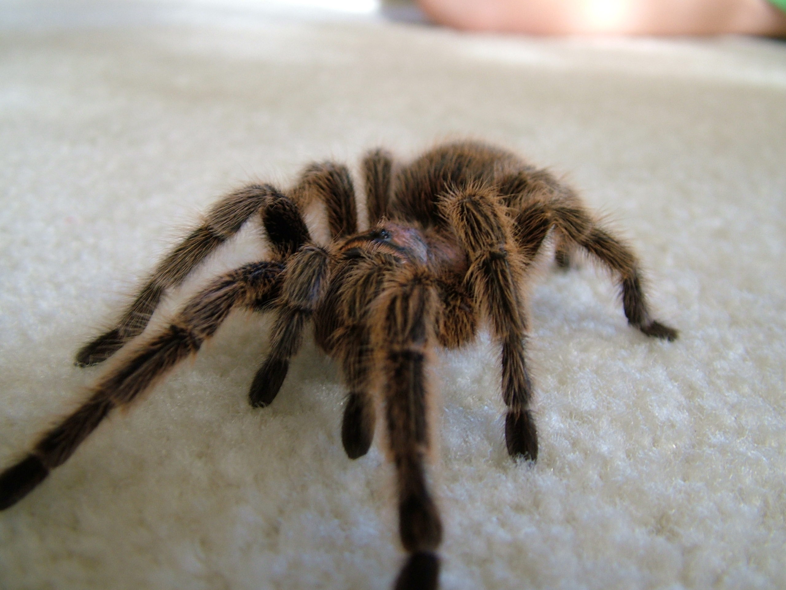 Chilean Rose Hair Tarantula 6in/15.24cm