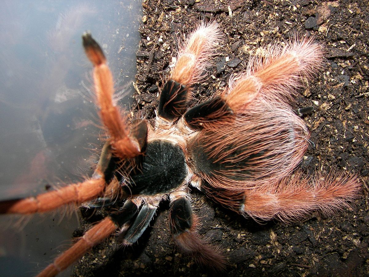 Columbian Giant Tarantula 8in/20.32, The Top 30 Worlds Biggest Spiders 2022 Update