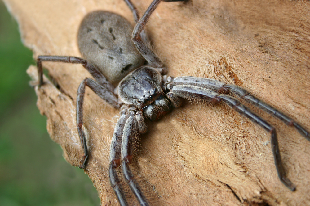 Giant Huntsman Spider: 12 Inches