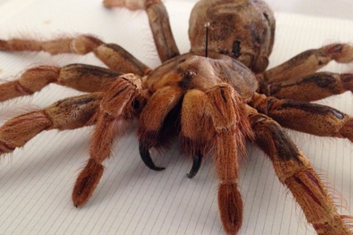 Goliath Birdeater: 12 Inches, The Top 30 Worlds Biggest Spiders 2022 Update, World's Biggest Spiders