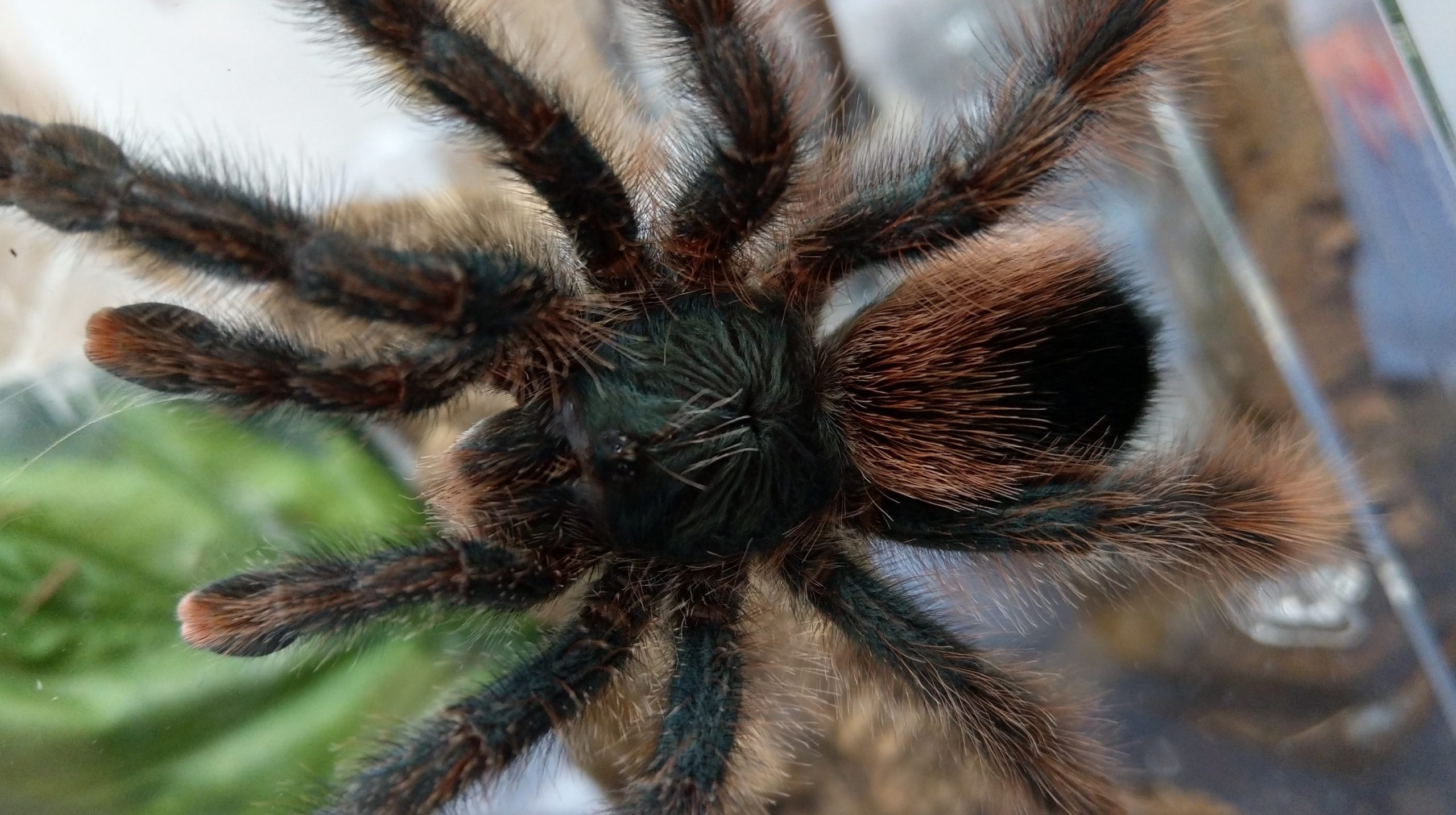 Goliath Pink Toe Tarantula 7in/17.8cm