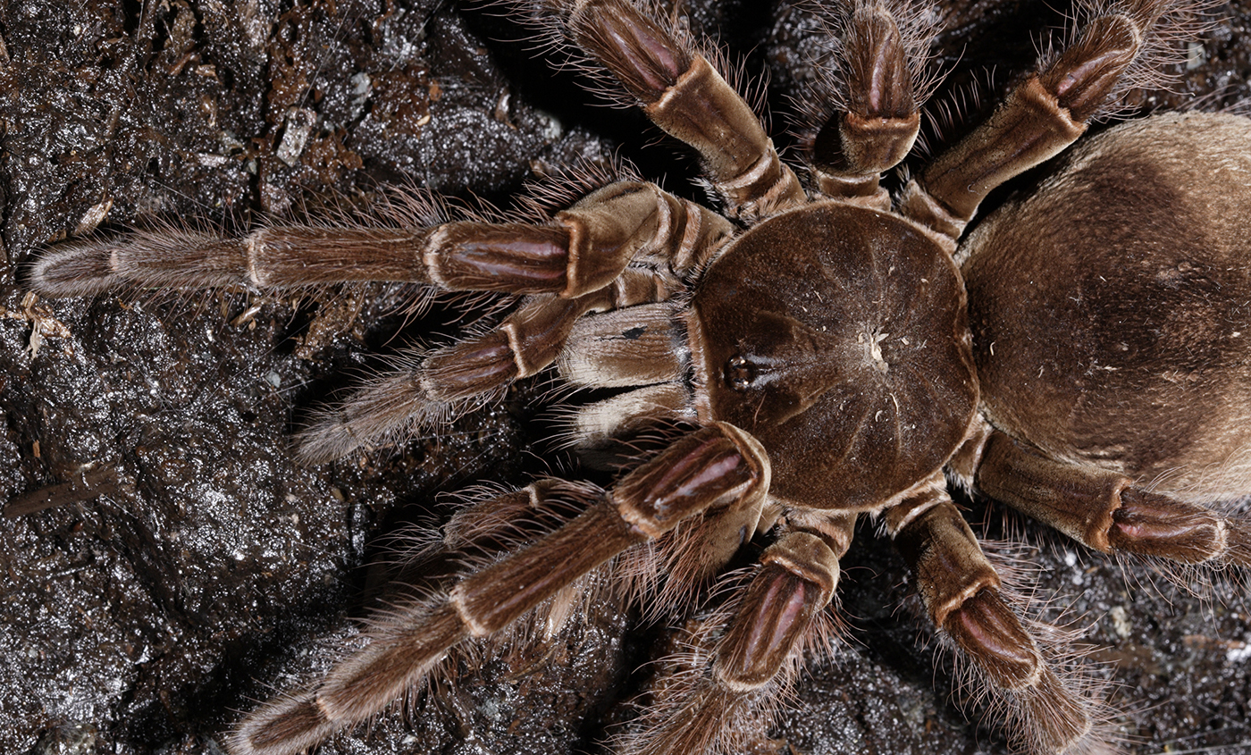 Grammostola Anthracina: 10+ Inches