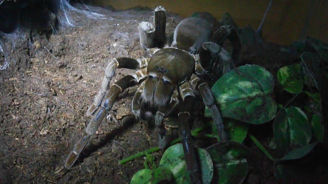 Hercules Baboon Spider: 8 Inches, The Top 30 Worlds Biggest Spiders 2022 Update