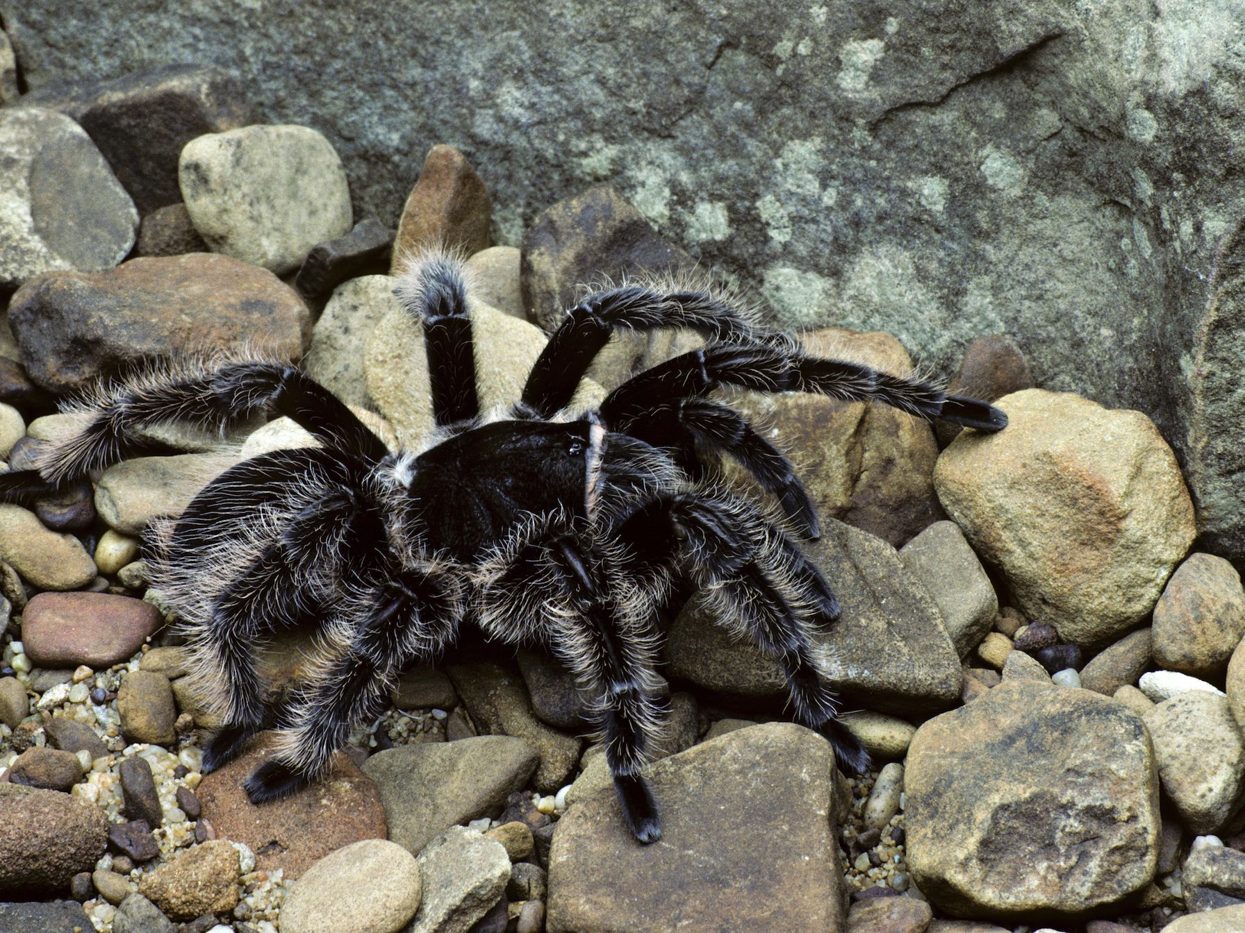 Honduran Curly Haired Tarantula 5.5 Inches