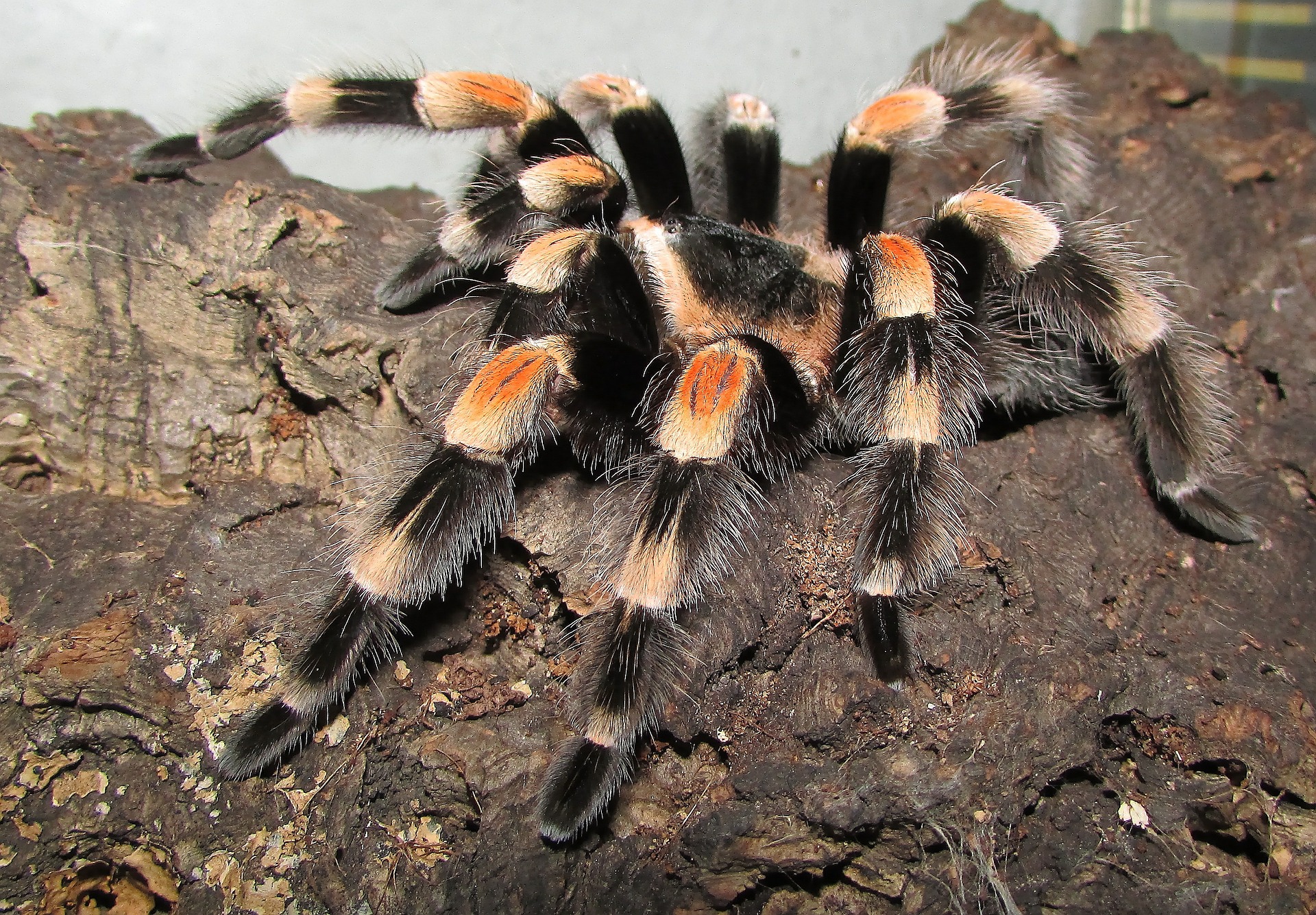 Mexican Red-Knee Tarantulas 5.5 Inches