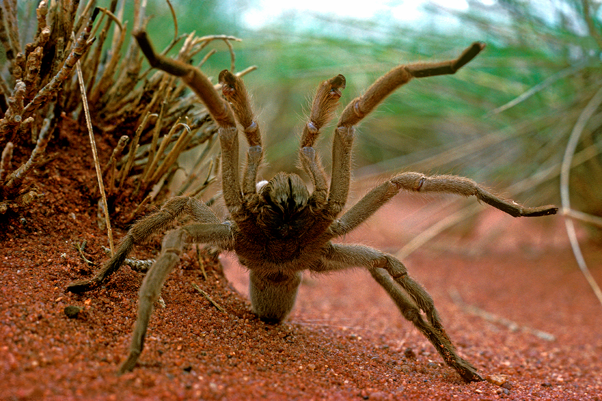 New Giant Tarantula – 8-Inch Leg Span, The Top 30 World's Biggest Spiders 2022 Update